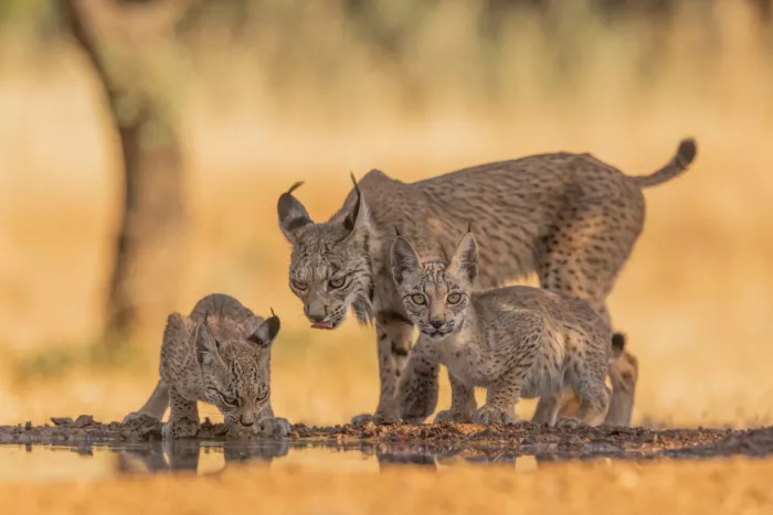 Wang, Max: La Familia de linces