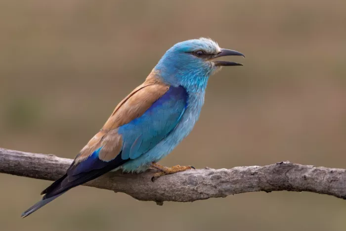 Haenen, Jeke: Roller
