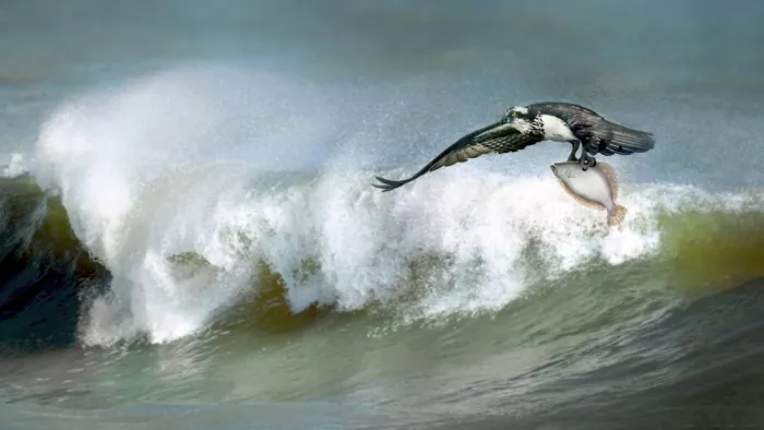 Luo, Dan: Osprey catches a flounder