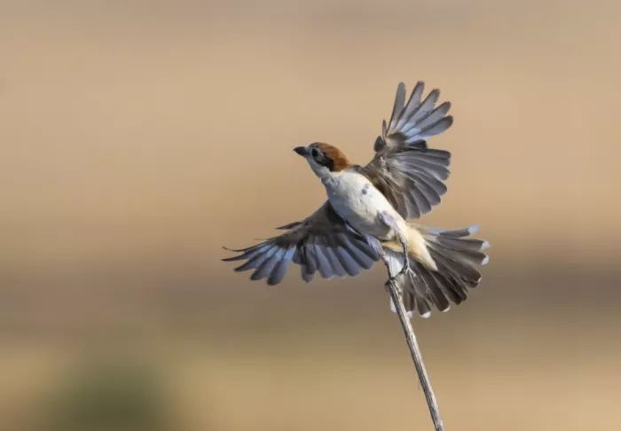 Tadmor, Carmel: Woodchat Shrike