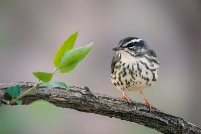 Zhang, ZY: Louisana Waterthrush
