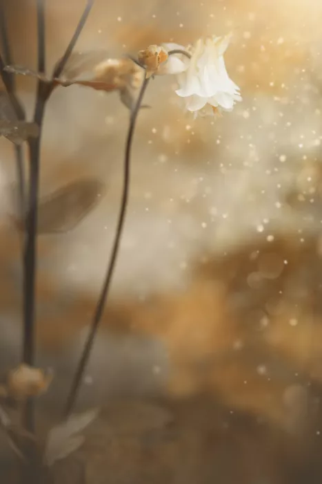 Kiral, Cicek: Mornings