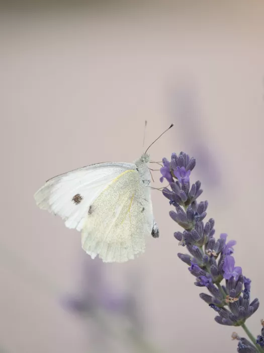 Henshaw, Elaine: Large White Butterfly