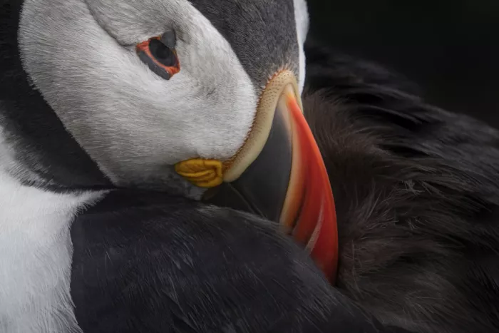 Hoog, de Roelof: Puffin Pause