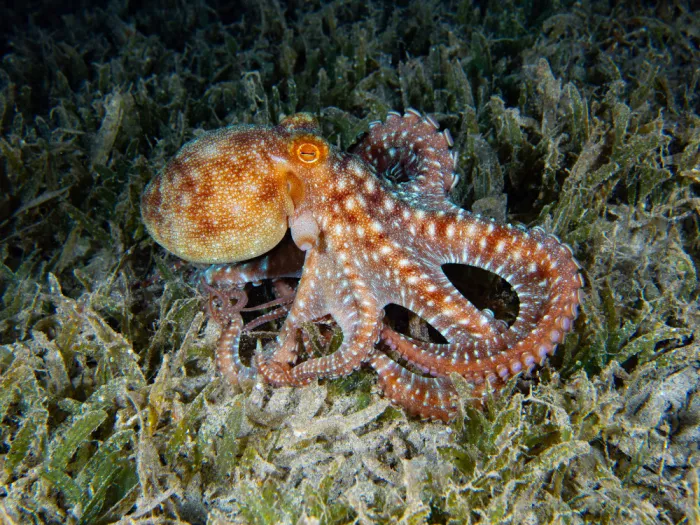 Tov, Ben Ilan: Long Armed Octopus
