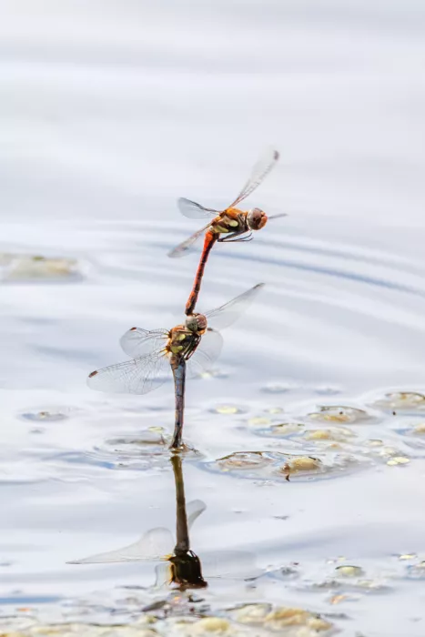 Løndal, Leif: Dragonfly Tandem Dance