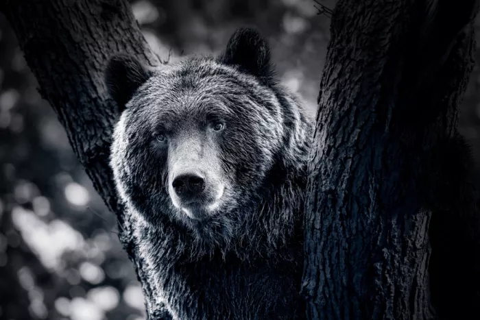 Kershaw, Lee: Bear up a Tree
