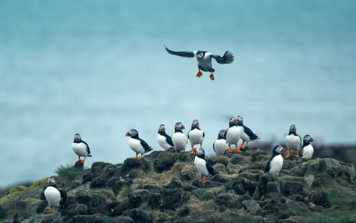 Zhang, Joan: Puffins  in  Newfoundland