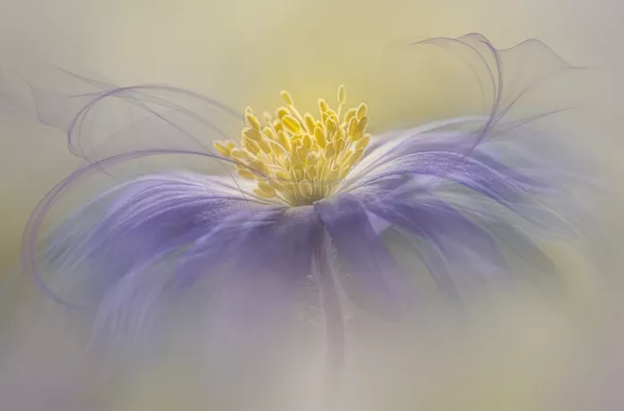 Jacobs, Lydia: Ethereal Bloom.
