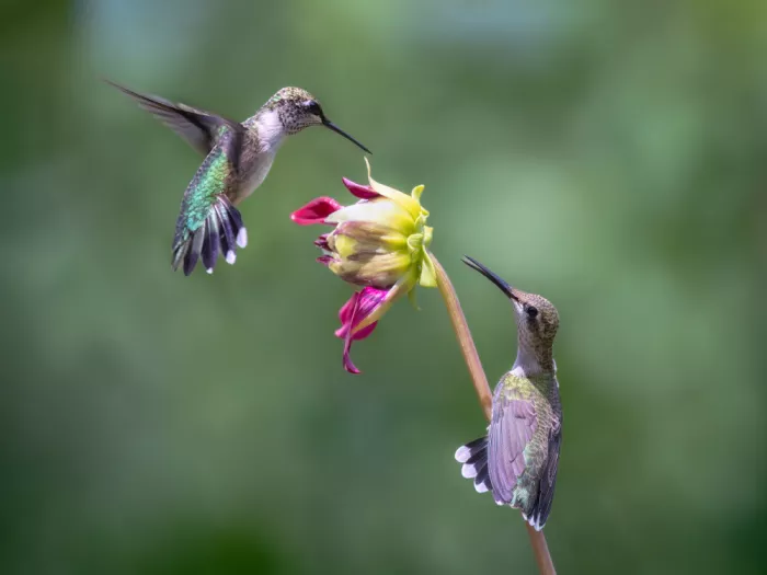Z, Leechee: The Dance of Two Wings