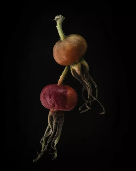 Grønkjær, Lotte: Rose hips
