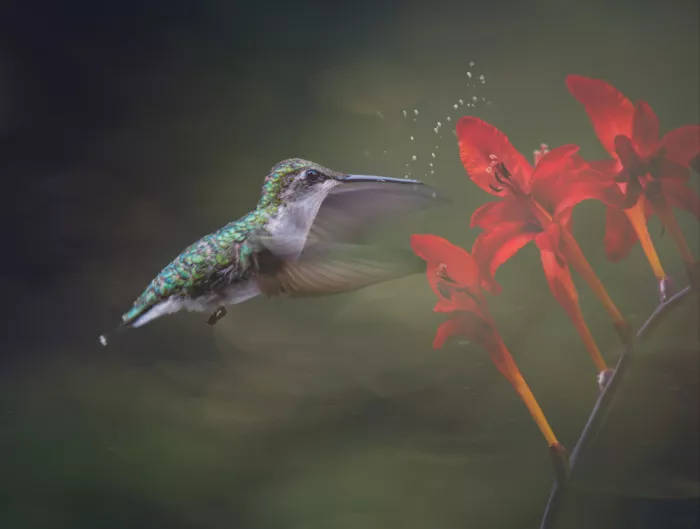 Zhong, John-Mei: hummingbird