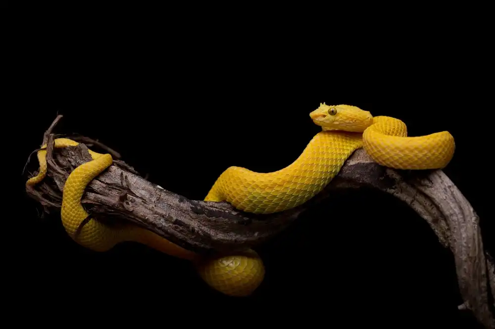 Hakonsen, Thor: Bothriechis schlegelii - Eyelash Viper