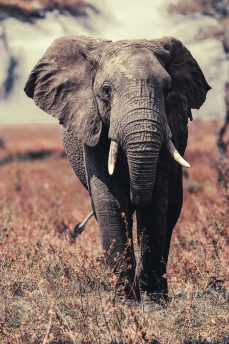 dem, Auf Andrea: Lonely Elephant