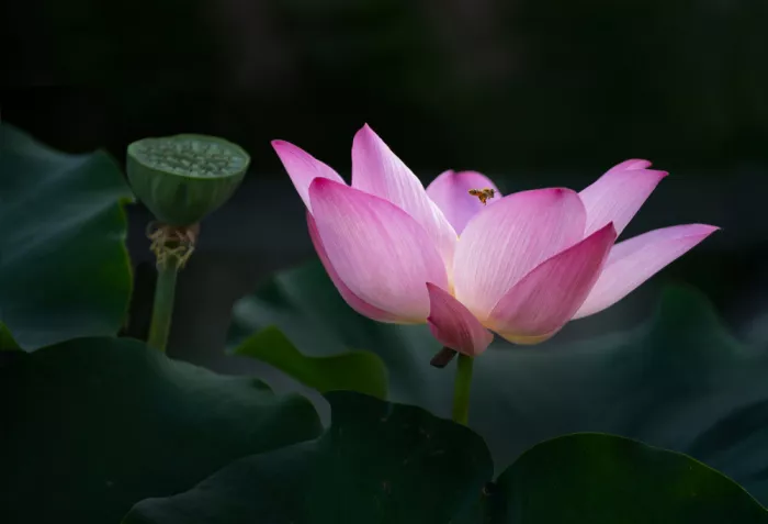 Gong, Yun: Graceful Union