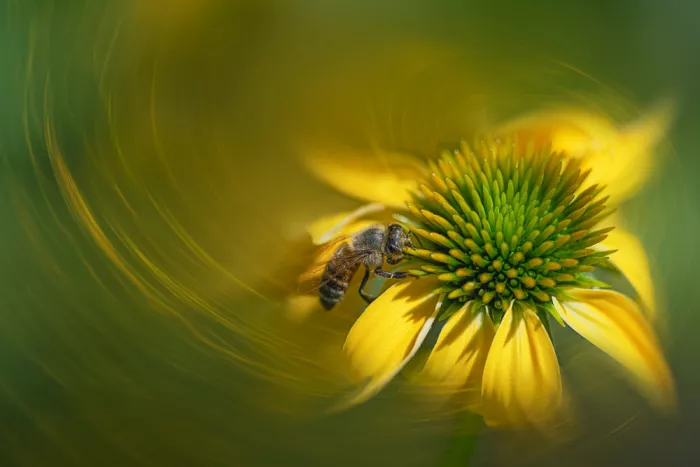 Jacobs, Lydia: Golden Whirl with Bee