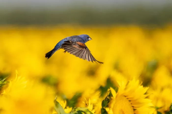 Lipinghu: Volo sopra i campi di fiori