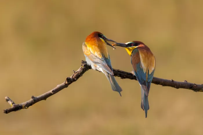 Haenen, Jeke: Bee-eaters