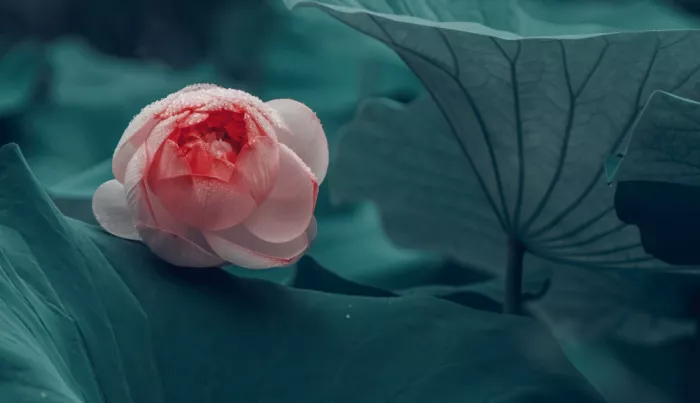 meix: Blooming in the rain