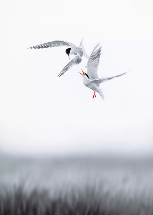 Xu, Wei: Conflict in the air II