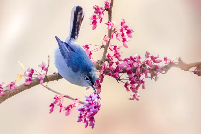 Zhang, ZY: blossom visitor