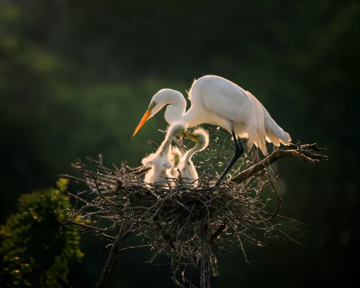 Zhang, Anna: Baby Birds Playing