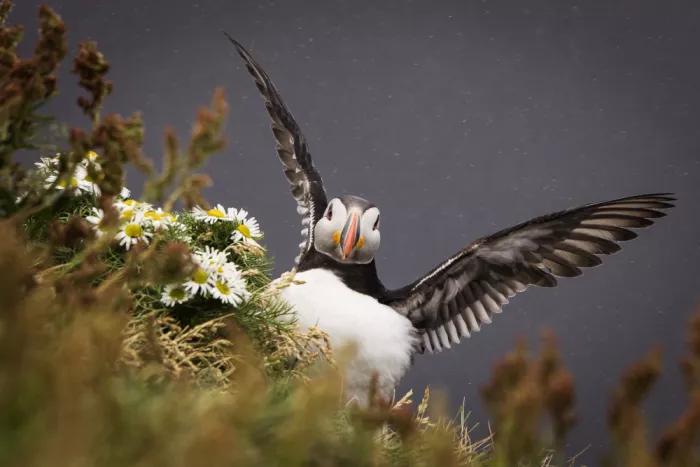 Mirica, Dan: Puffin