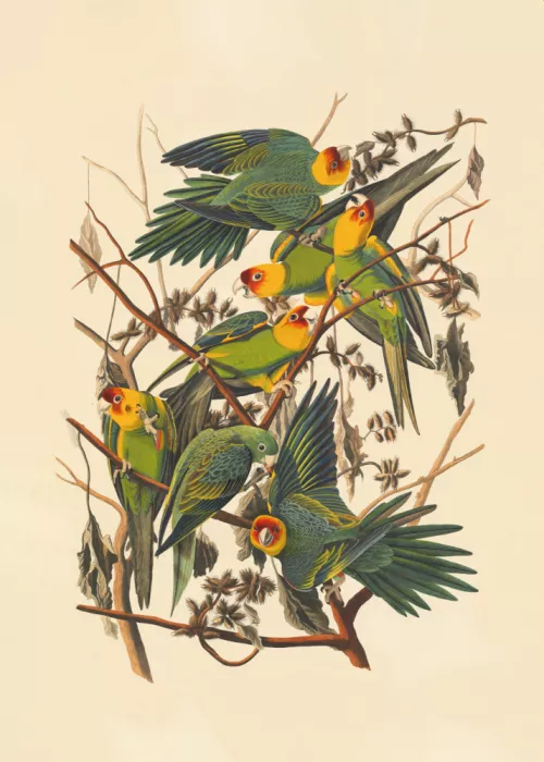 Audubon, James John: Perroquet de Caroline