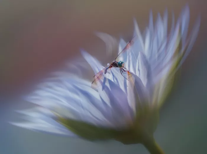 Xu, Wei: Where wings meet bloom