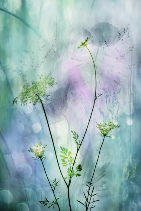 Lee, van Hilda: fragile elegance
