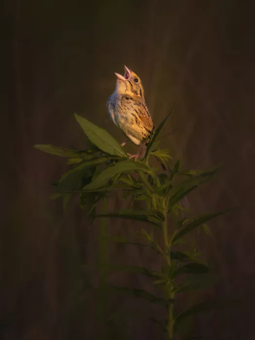 Z, Leechee: Sunlit Song of the Henslow