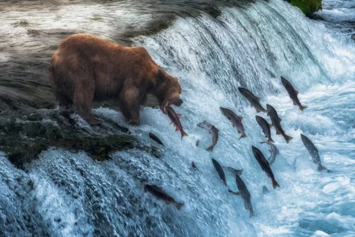 Liang, Ken: The Leap of Life