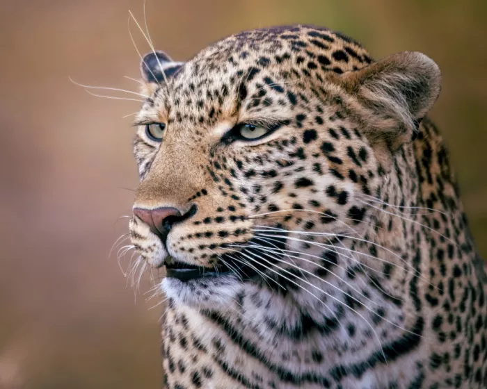 Amro: Whiskers
