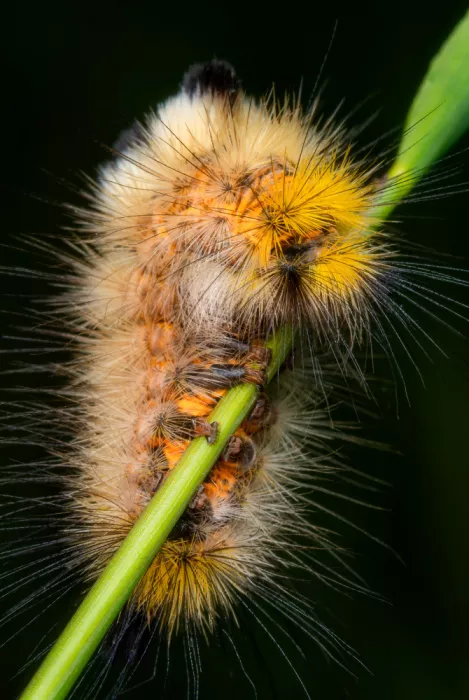 Andrica, Eduard: Caterpillar