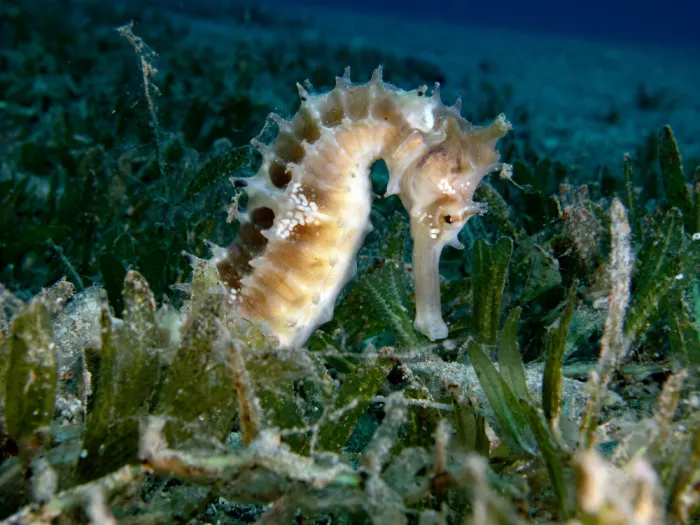 Tov, Ben Ilan: Sea Horse