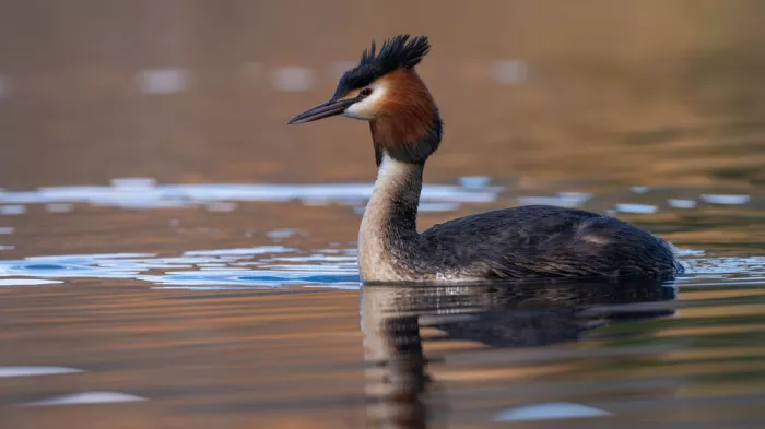 Papamanolis, Emanuel: Great Crested Grebe