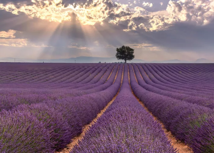 Jin, Jie: In lavender light