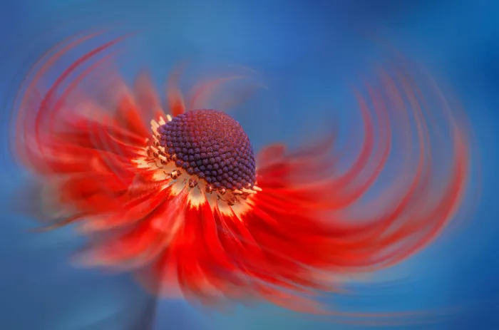 Jacobs, Lydia: Dance of the Helenium