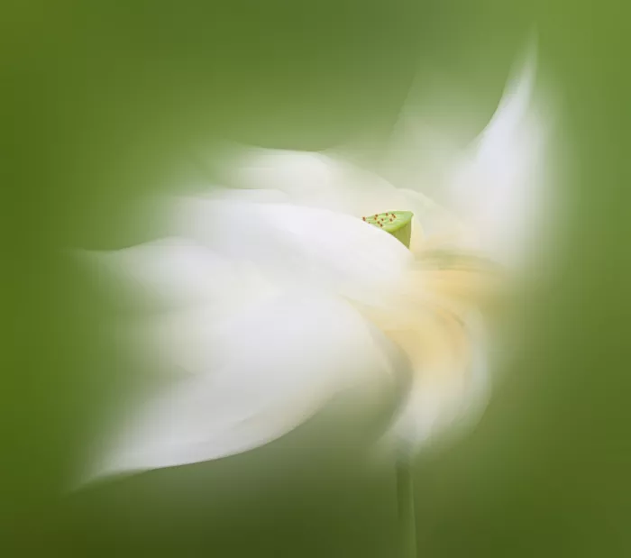 Guo, Liwen: Lotus Flower