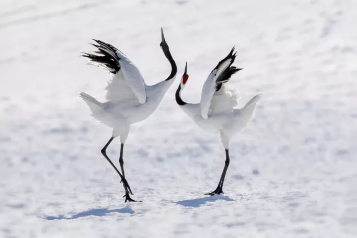 Zhang, ZY: dancing in harmony