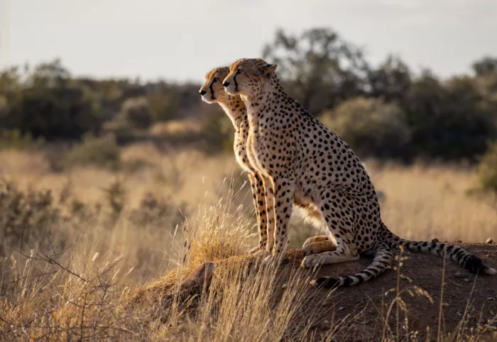 W, Joanna: Cheetahs - Namibia