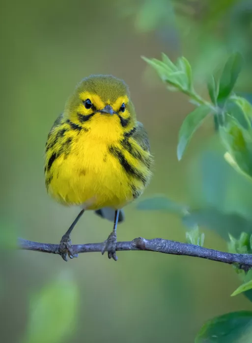 Z, Leechee: Golden Stare( Prairie Warbler)