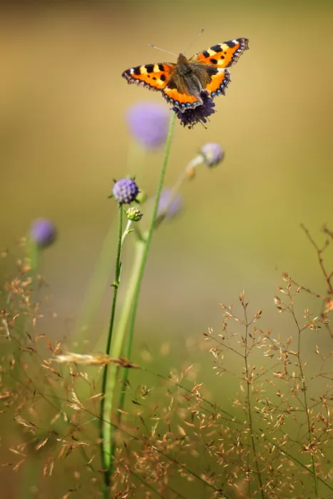 Pettersson, Benny: Aglais urticae