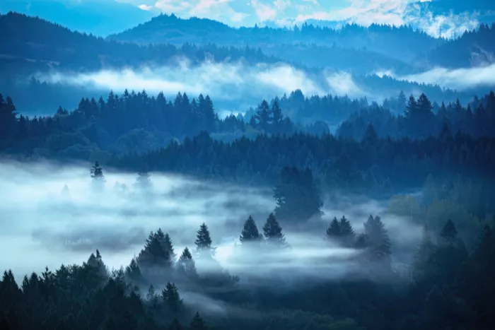 Jin, Jie: Breath of forest