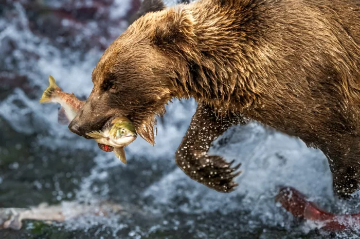 SDCA, Allen: Alaska brown bear work #3