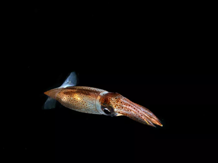 Tov, Ben Ilan: Squid