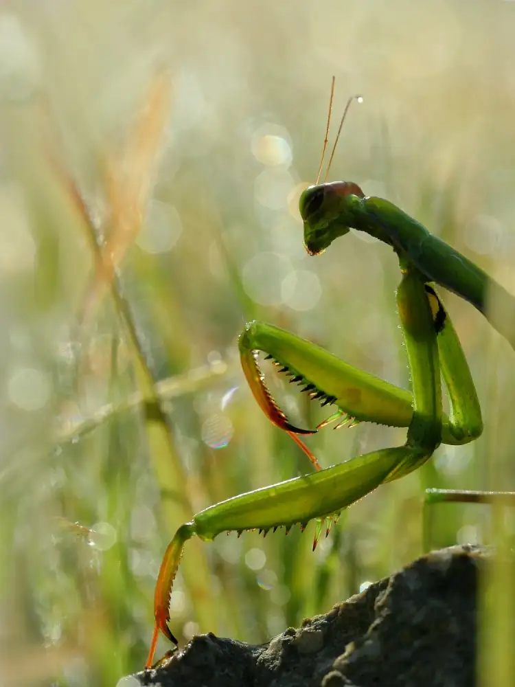 Hoffman, Jimmy: Mantis in the morning