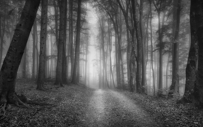 Maier, Norbert: Woodland path