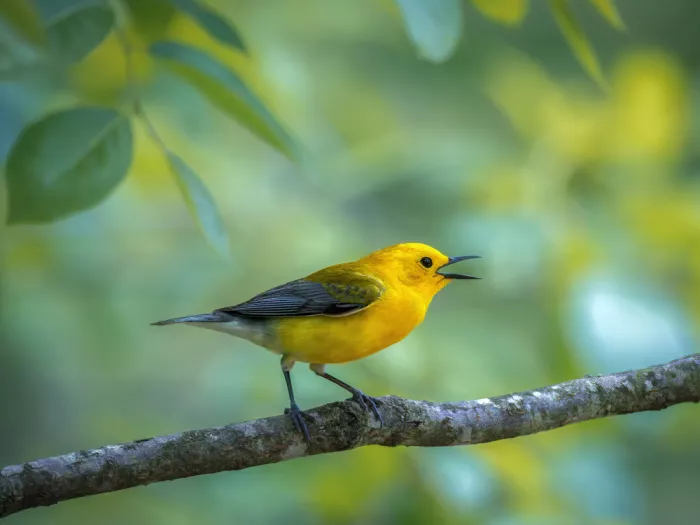 Z, Leechee: Prothonotary Warbler