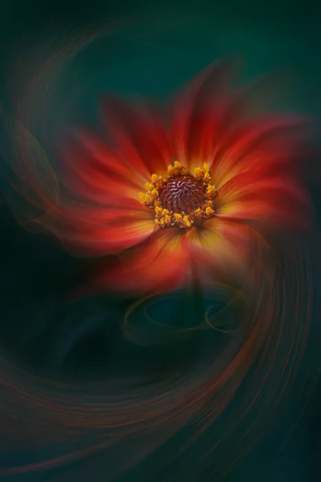 Jacobs, Lydia: Petals of Light